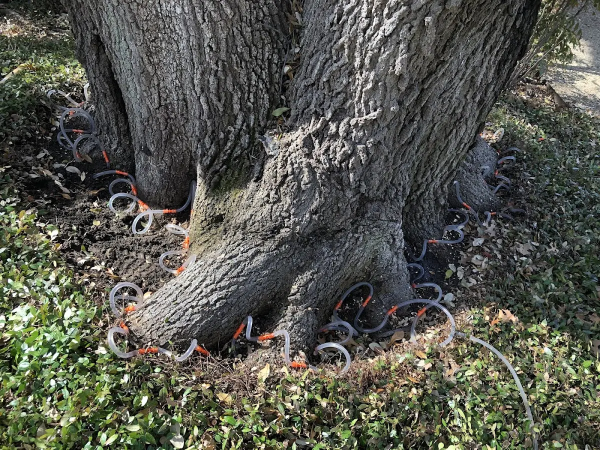 Detailed Tree Cabling and Bracing job site in Tremont City