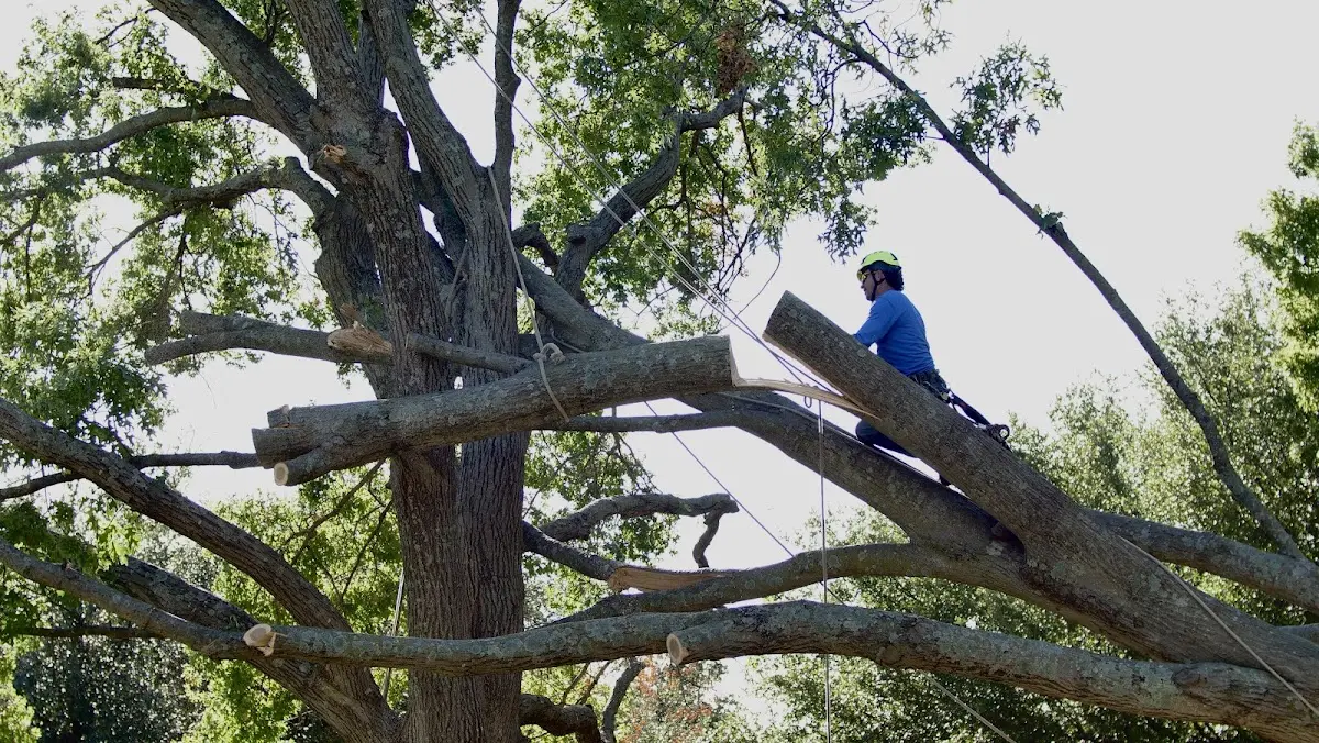 Professional Hazardous Tree Removal performed by certified arborists in Tremont City