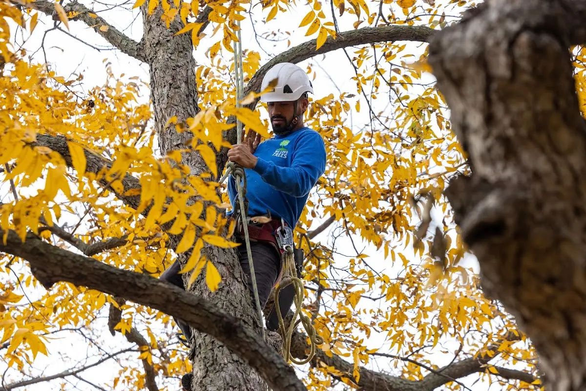 Skilled Tree Pruning crew working in Tremont City